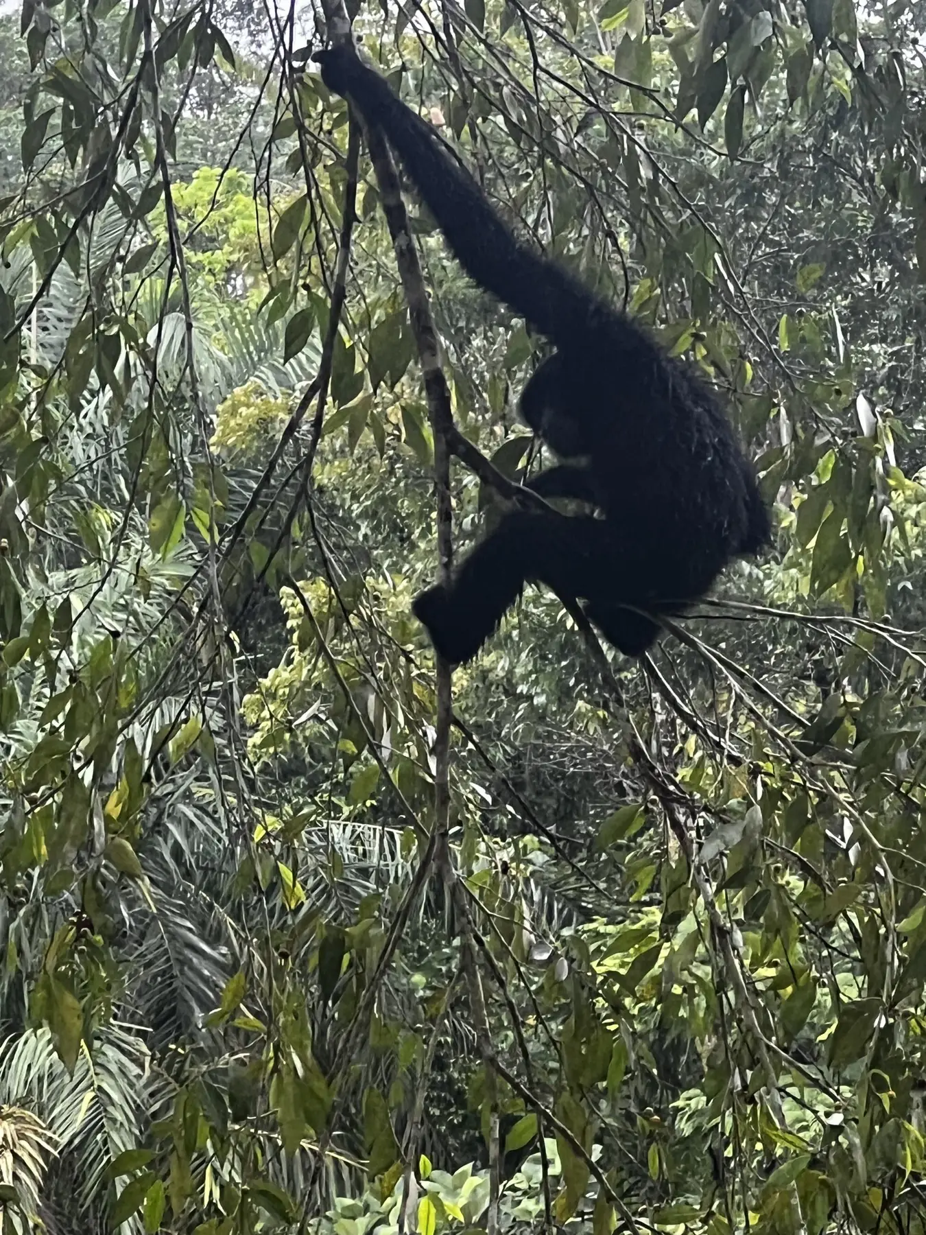Canopy primate moving through rainforest branches