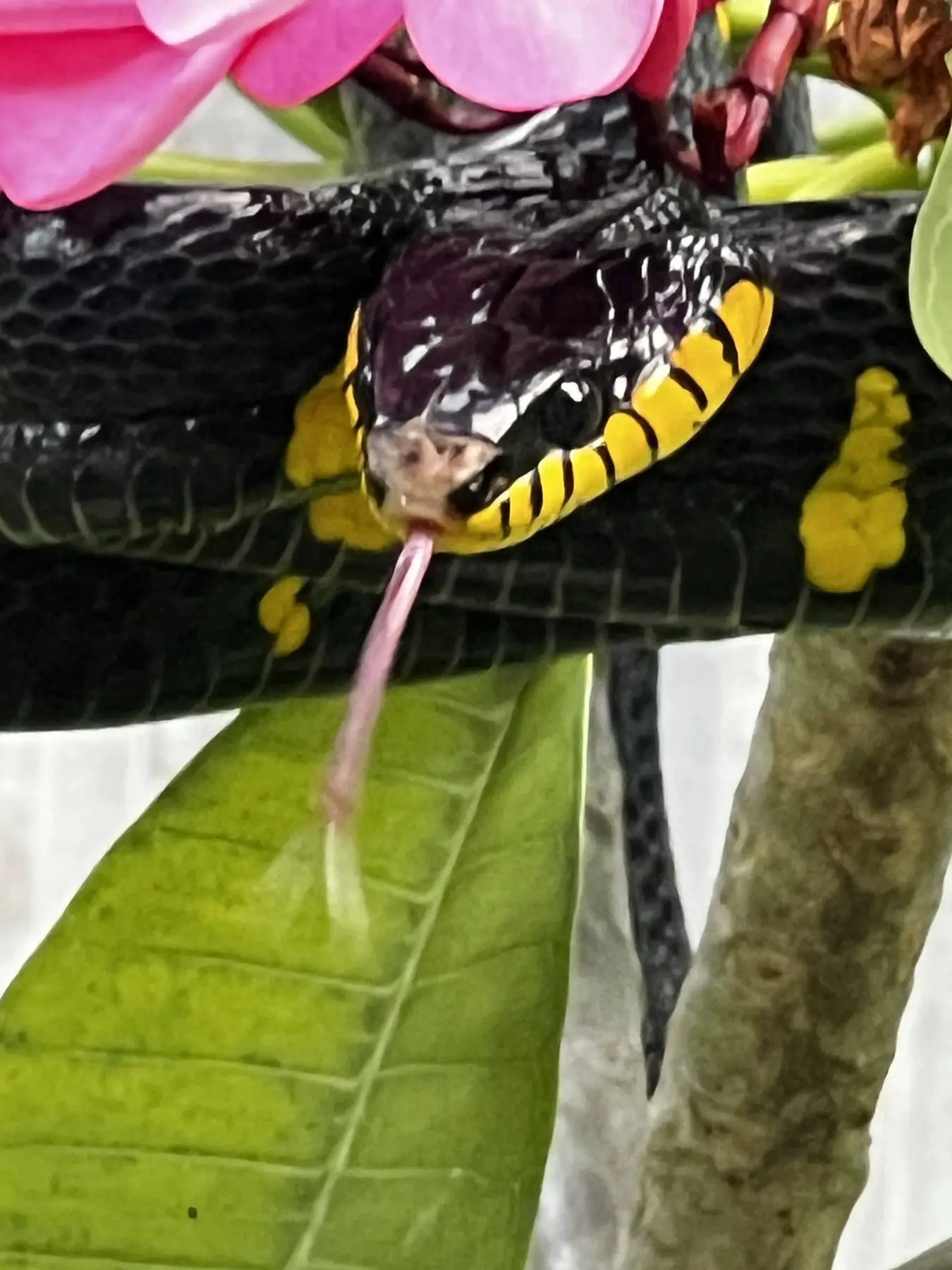 Rainforest snake resting on a leaf