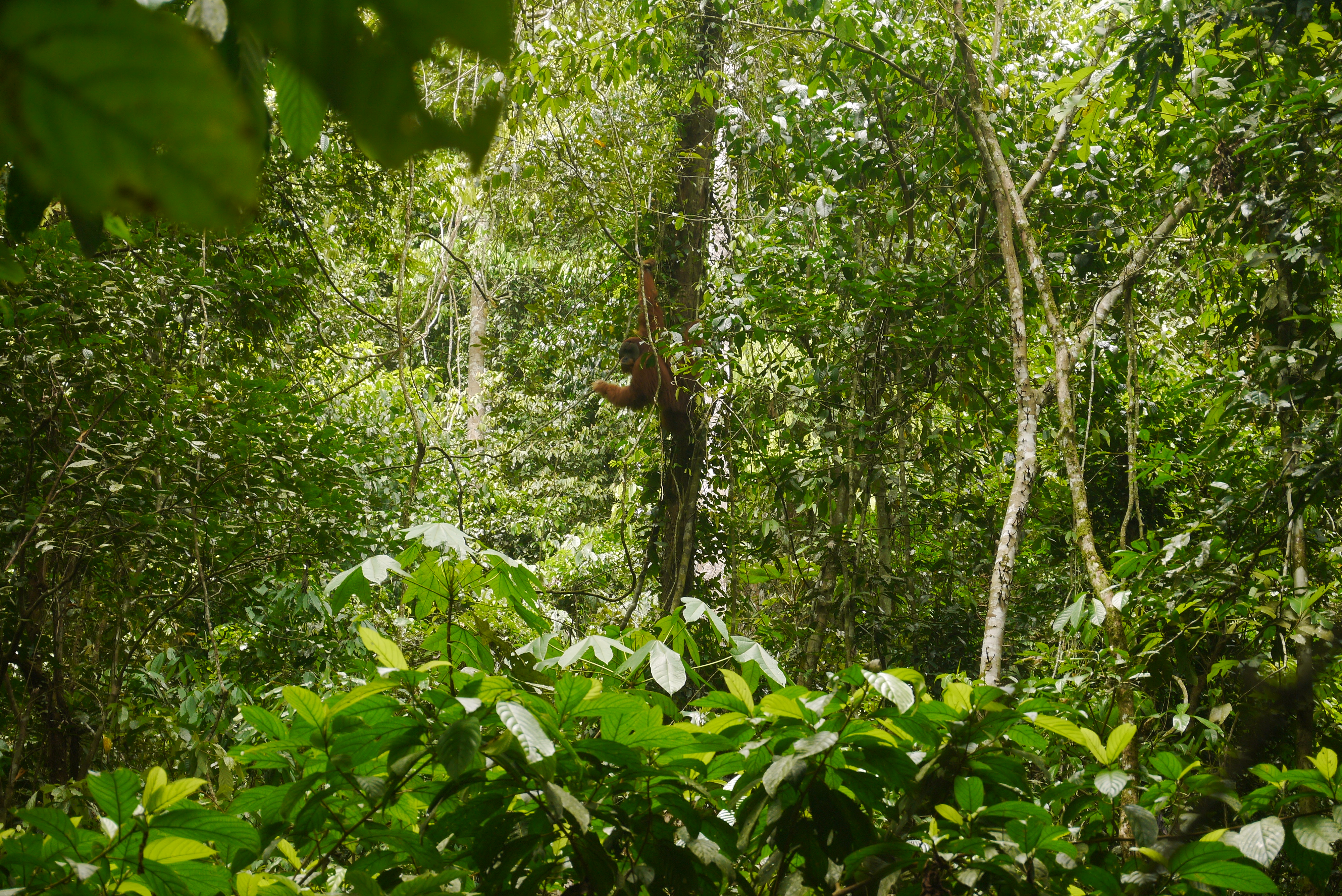Orangutan
