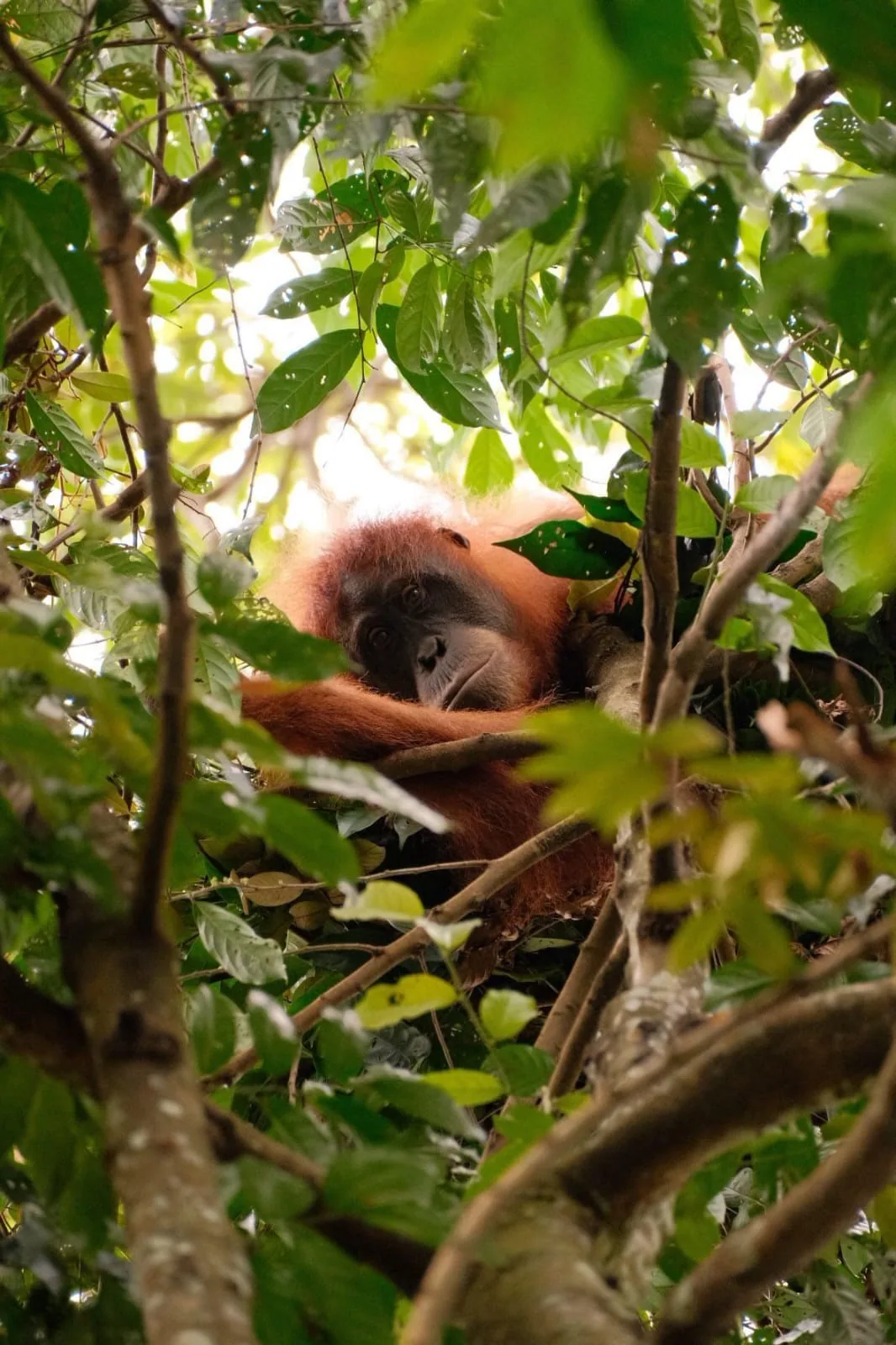 Gibbon swinging through trees